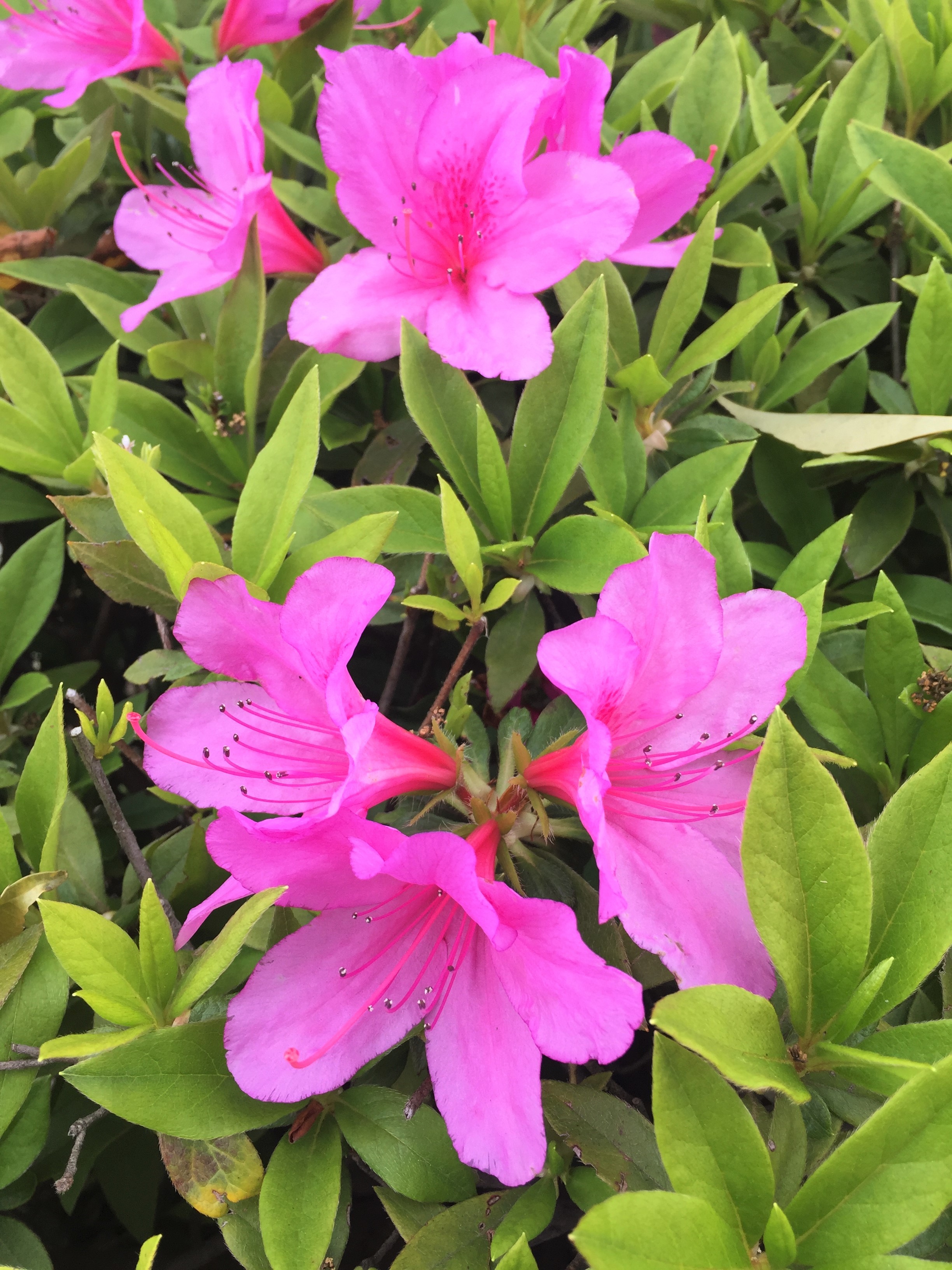 ソマティック・エクスペリエンシング®一覧 所長のブログ～ただ今修行中 大阪のカウンセリング 女性ライフサイクル研究所